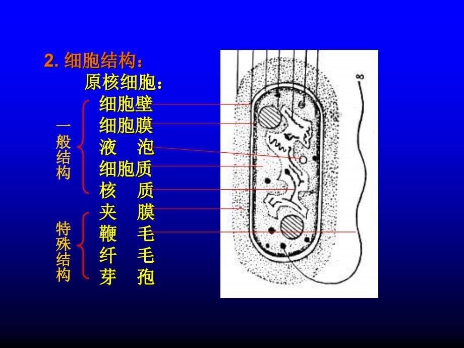 植物学课件：第3章 原核生物（prokaryote）_第5页