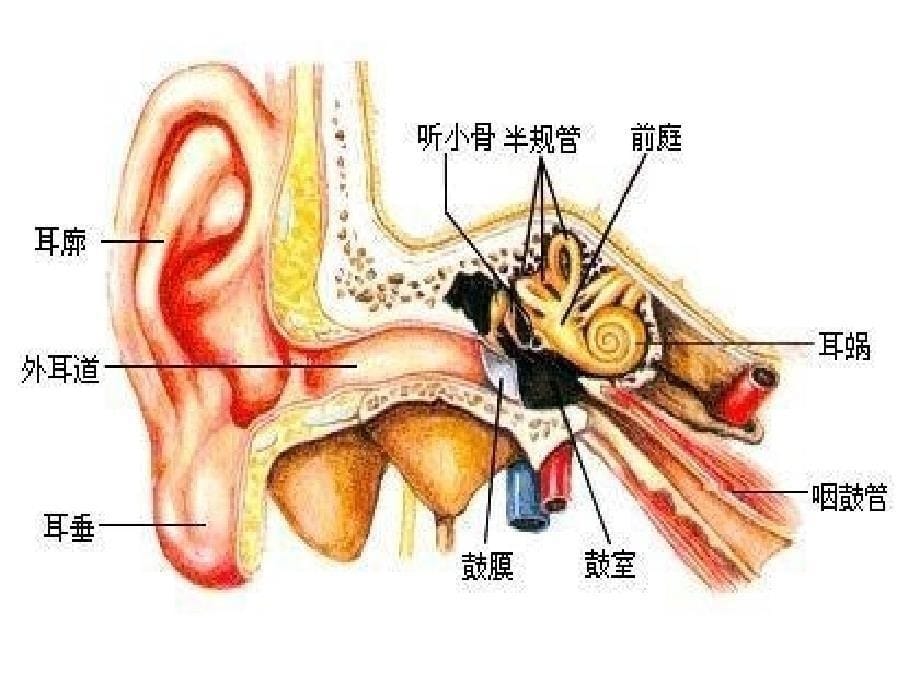 良性位置性眩晕山大二院孙琳课件_第5页