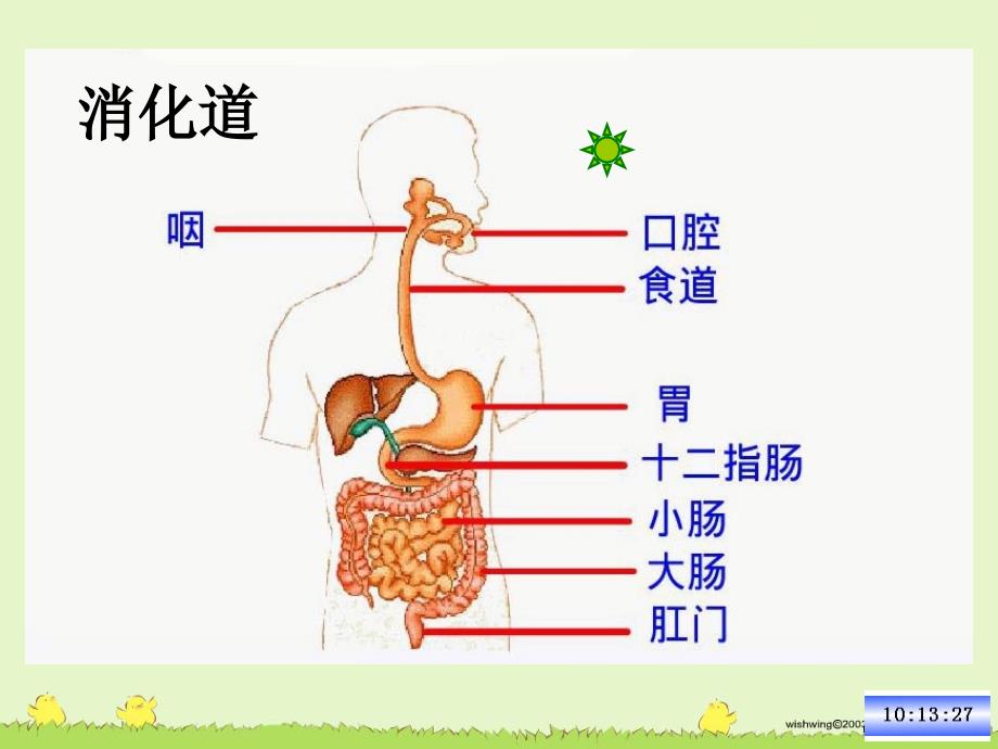 第二节消化和吸收_第4页