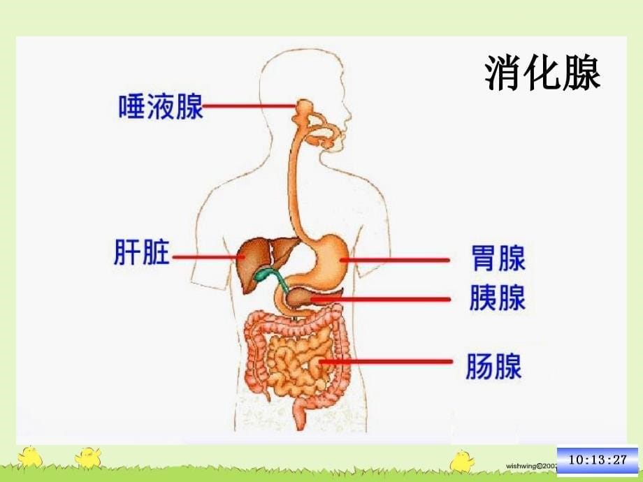 第二节消化和吸收_第5页