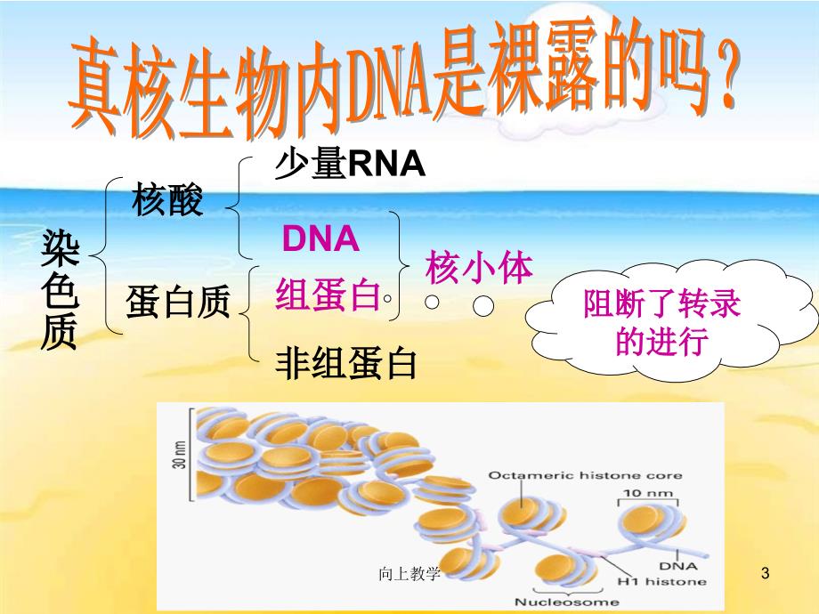 染色质结构与基因转录【竹菊书苑】_第3页