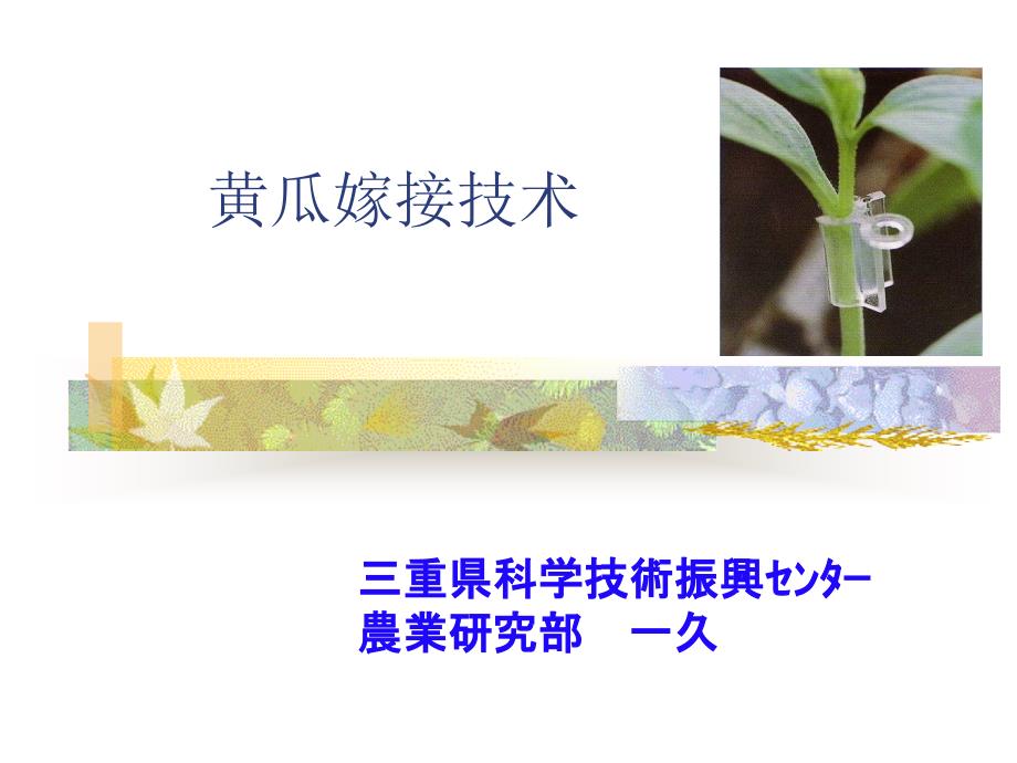 日本瓜类嫁接技术_第1页