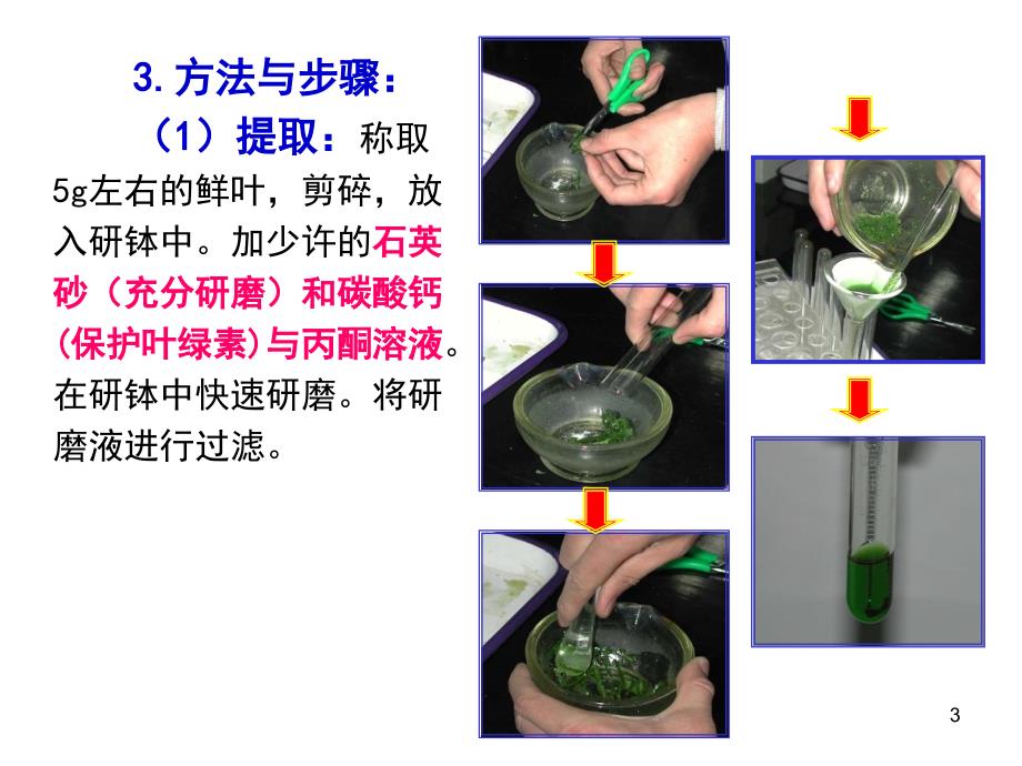 叶绿体色素的提取和分离56730_第3页