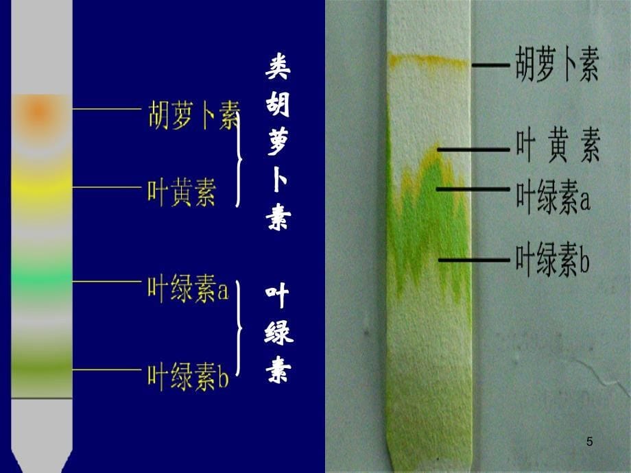 叶绿体色素的提取和分离56730_第5页