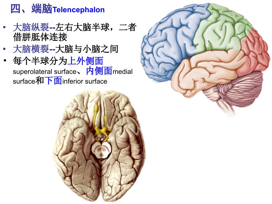 人体解剖学课件：19-4端脑-五年制_第2页