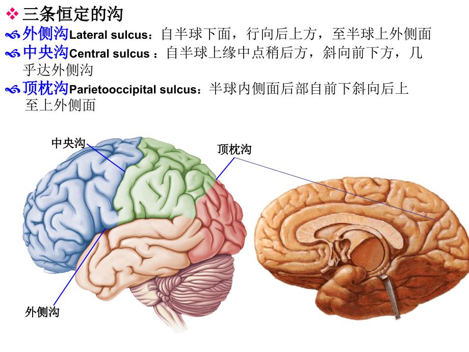 人体解剖学课件：19-4端脑-五年制_第3页