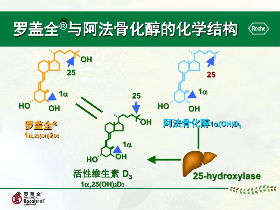 骨化三醇vs阿法骨化醇-骨科_第4页