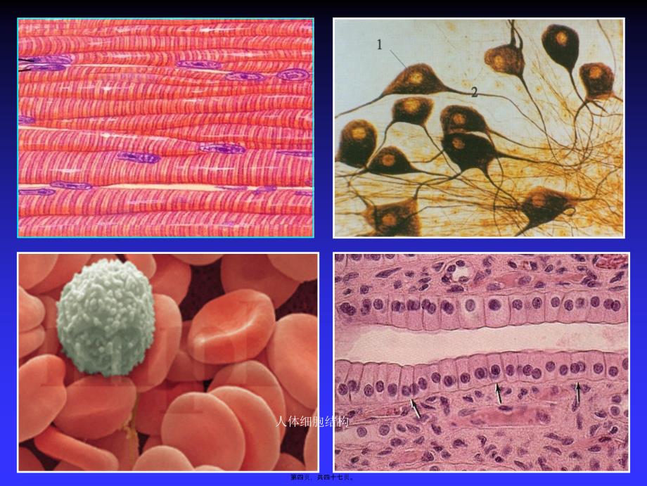 人体细胞结构课件_第4页