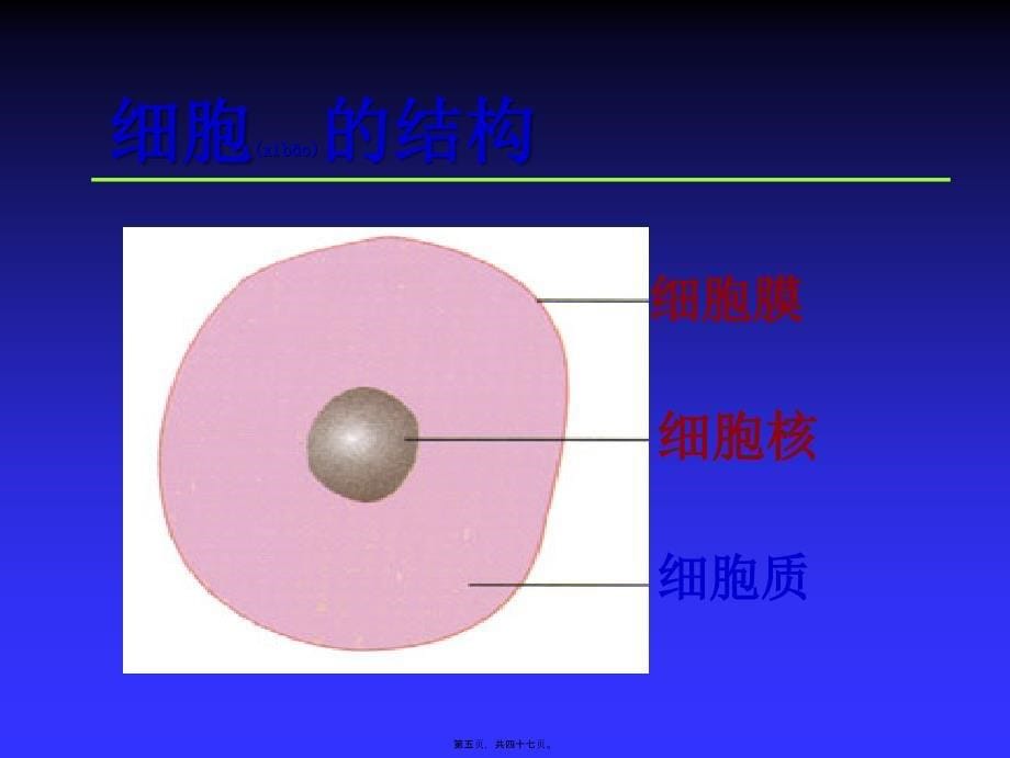 人体细胞结构课件_第5页