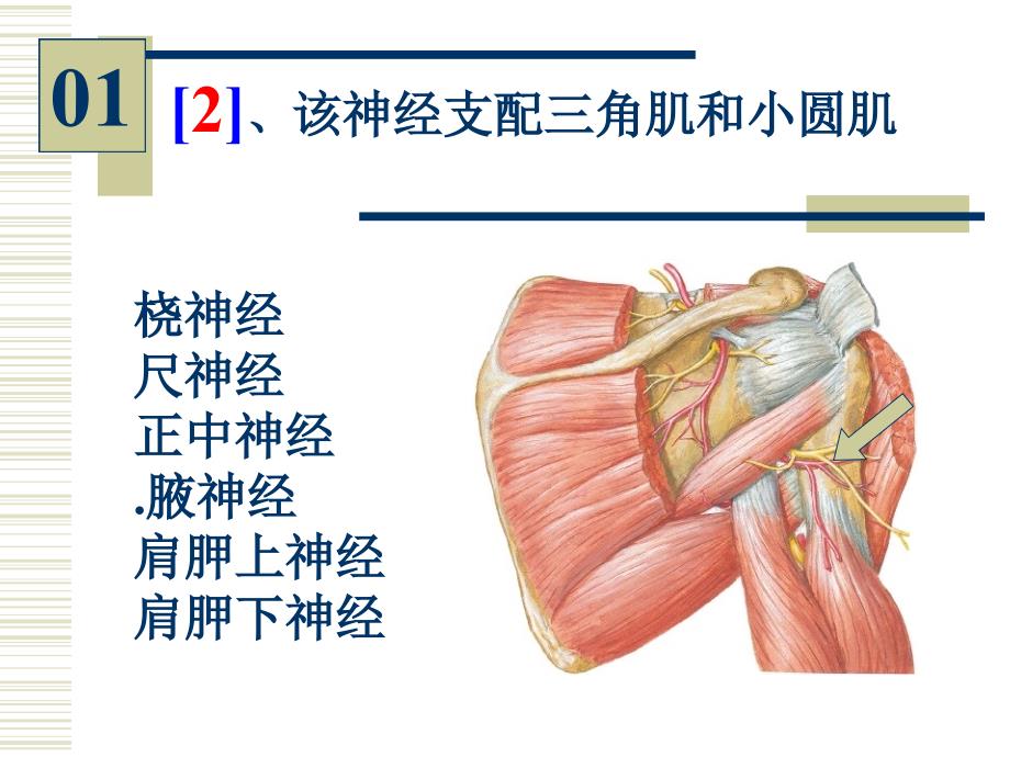 人体解剖学实验图片考试_第4页