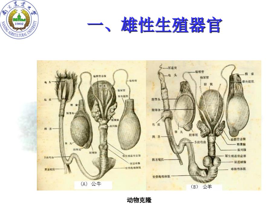 动物生殖规律克隆PPT课件_第4页