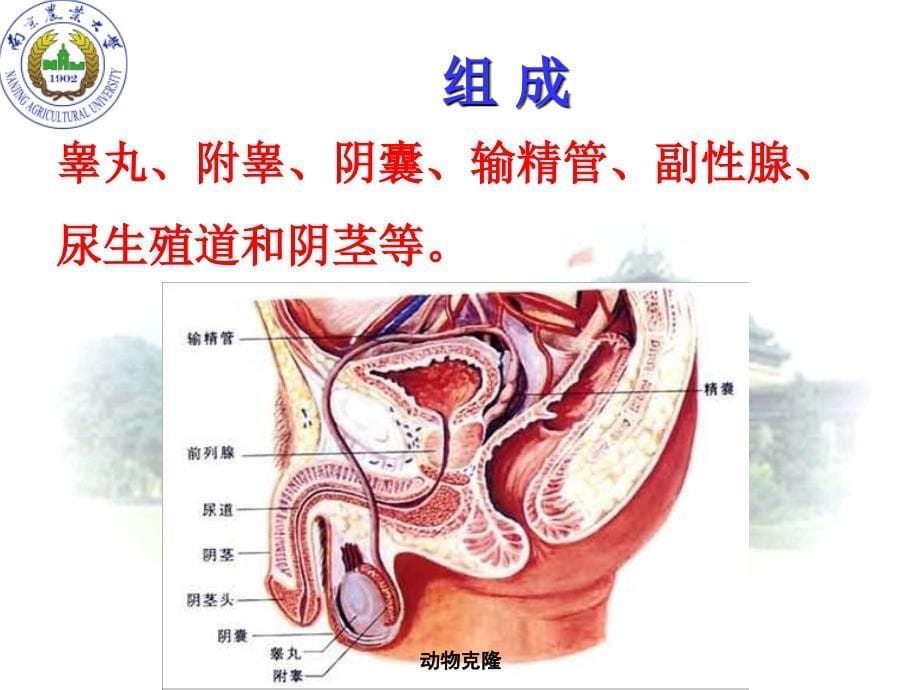 动物生殖规律克隆PPT课件_第5页