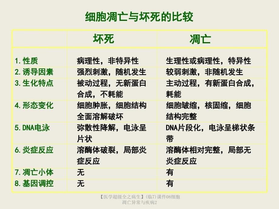 最新医学超级全之病生临7课件08细胞凋亡异常与疾病2_第5页