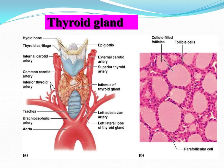 甲状腺癌术后TSH抑制治疗机理学习_第4页