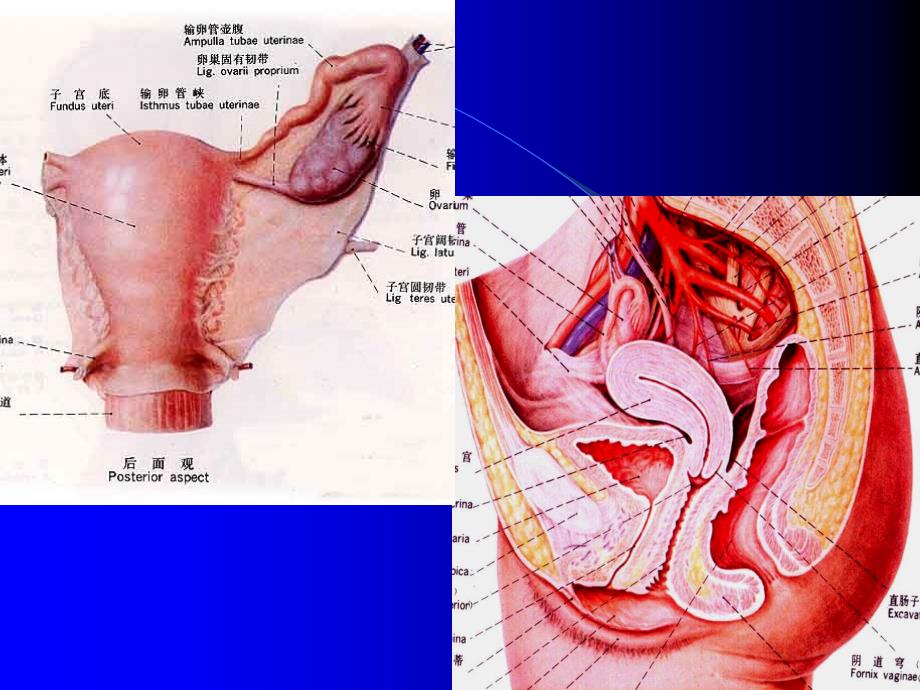 子宫、卵巢的解剖与常见病变ppt课件_第3页