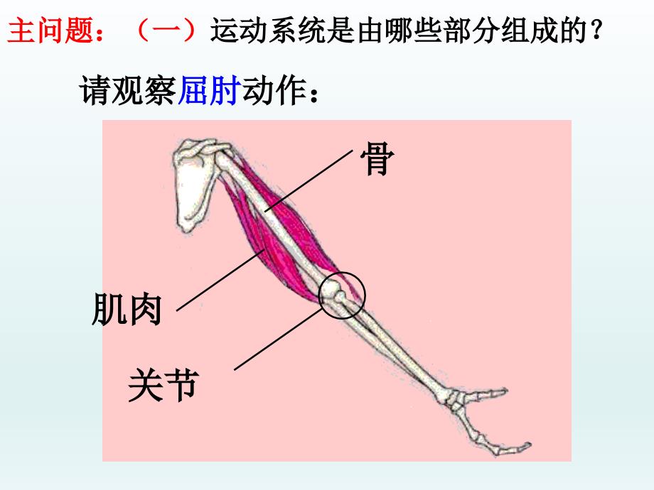 内蒙古康巴什新区第一中学八年级上学期生物课件八年级上册复习_第3页