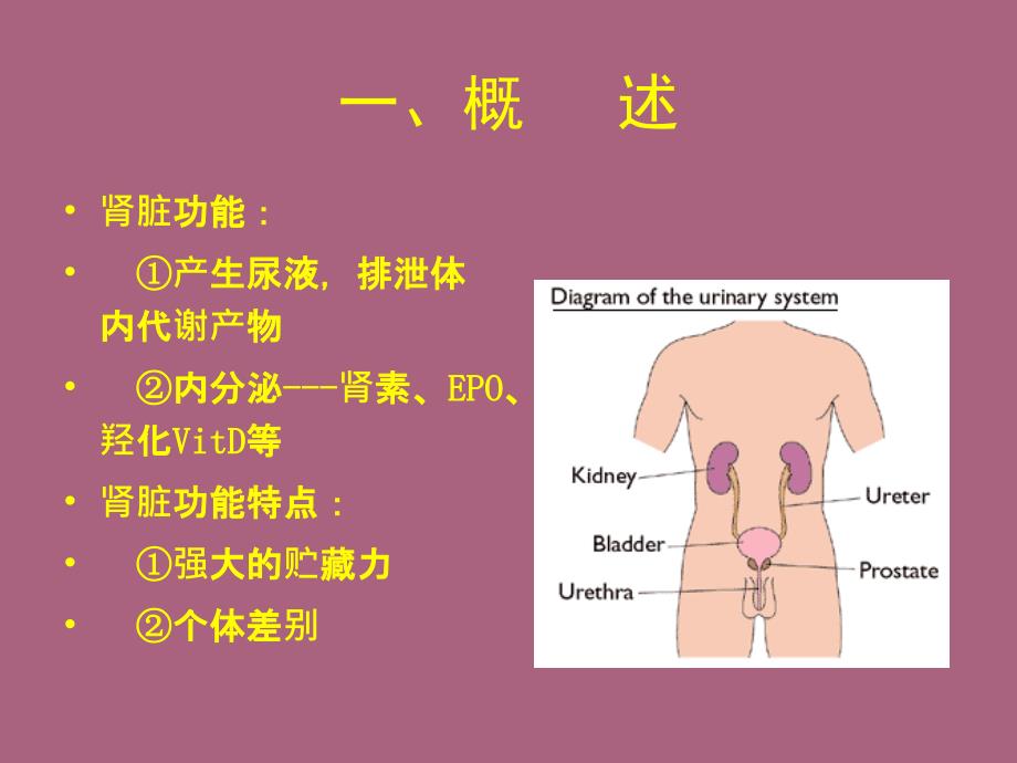 36学时6肾功能心功能检查ppt课件_第2页