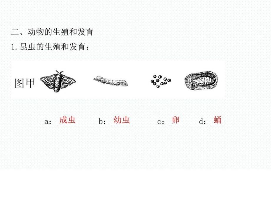 下册课件第七单元 第一章 生物的升生殖和发育_第4页