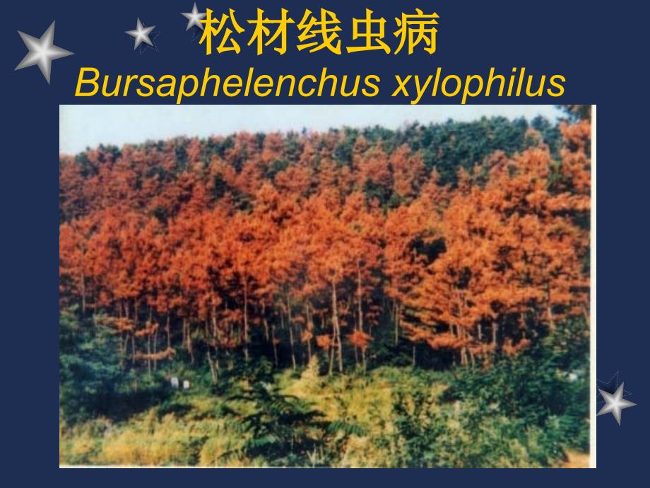 松材线虫讲稿ppt课件_第1页