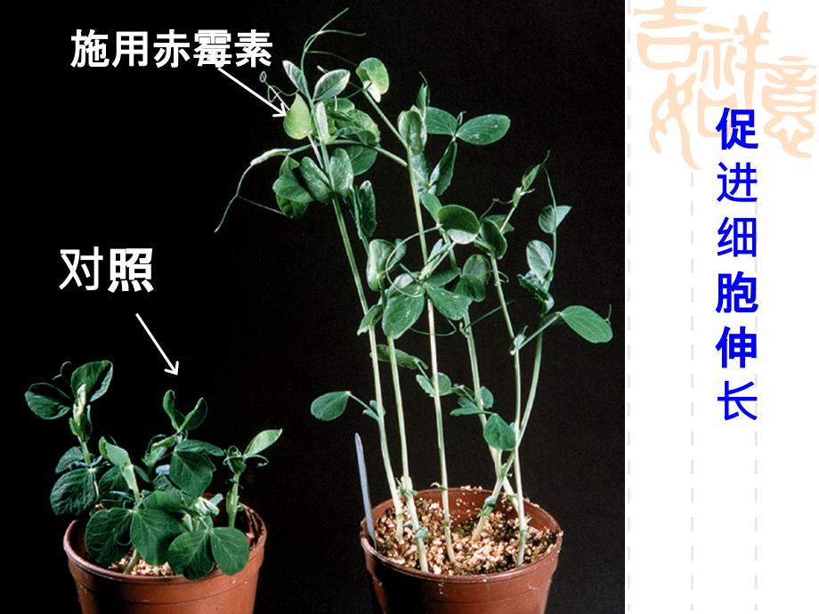 其他植物激素共29张_第4页