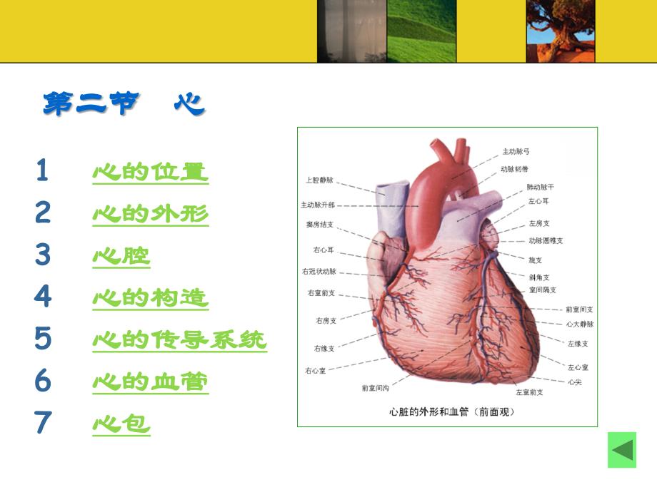 脉管系统第二节心PPT课件_第2页