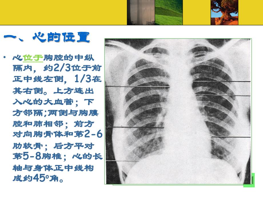 脉管系统第二节心PPT课件_第3页