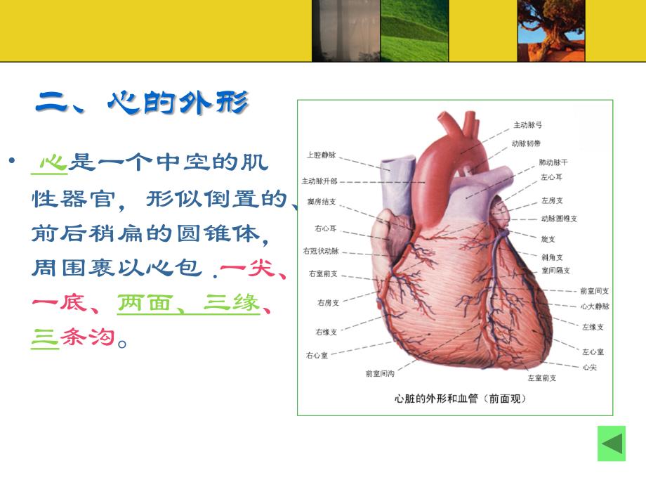 脉管系统第二节心PPT课件_第4页