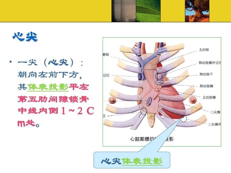 脉管系统第二节心PPT课件_第5页