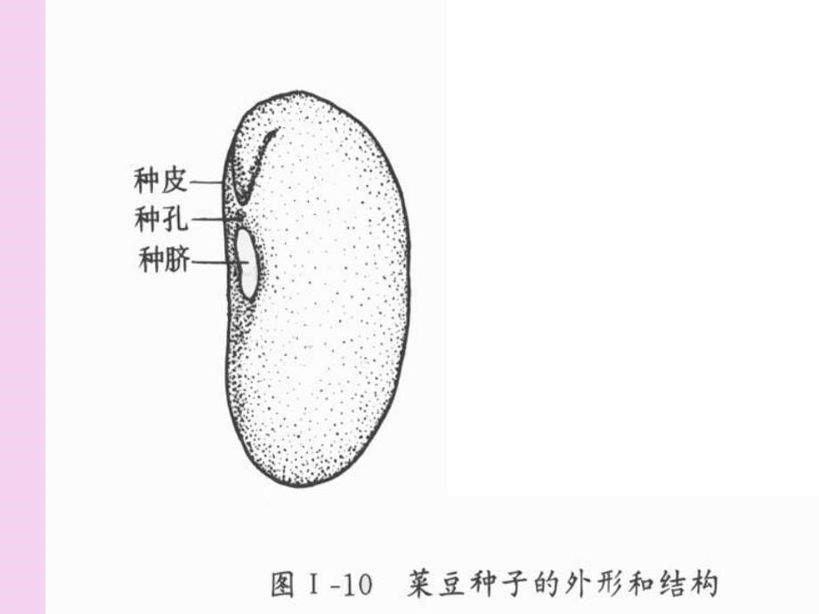 复习藻类植物苔藓植物蕨类植物的主要特征ppt课件_第5页