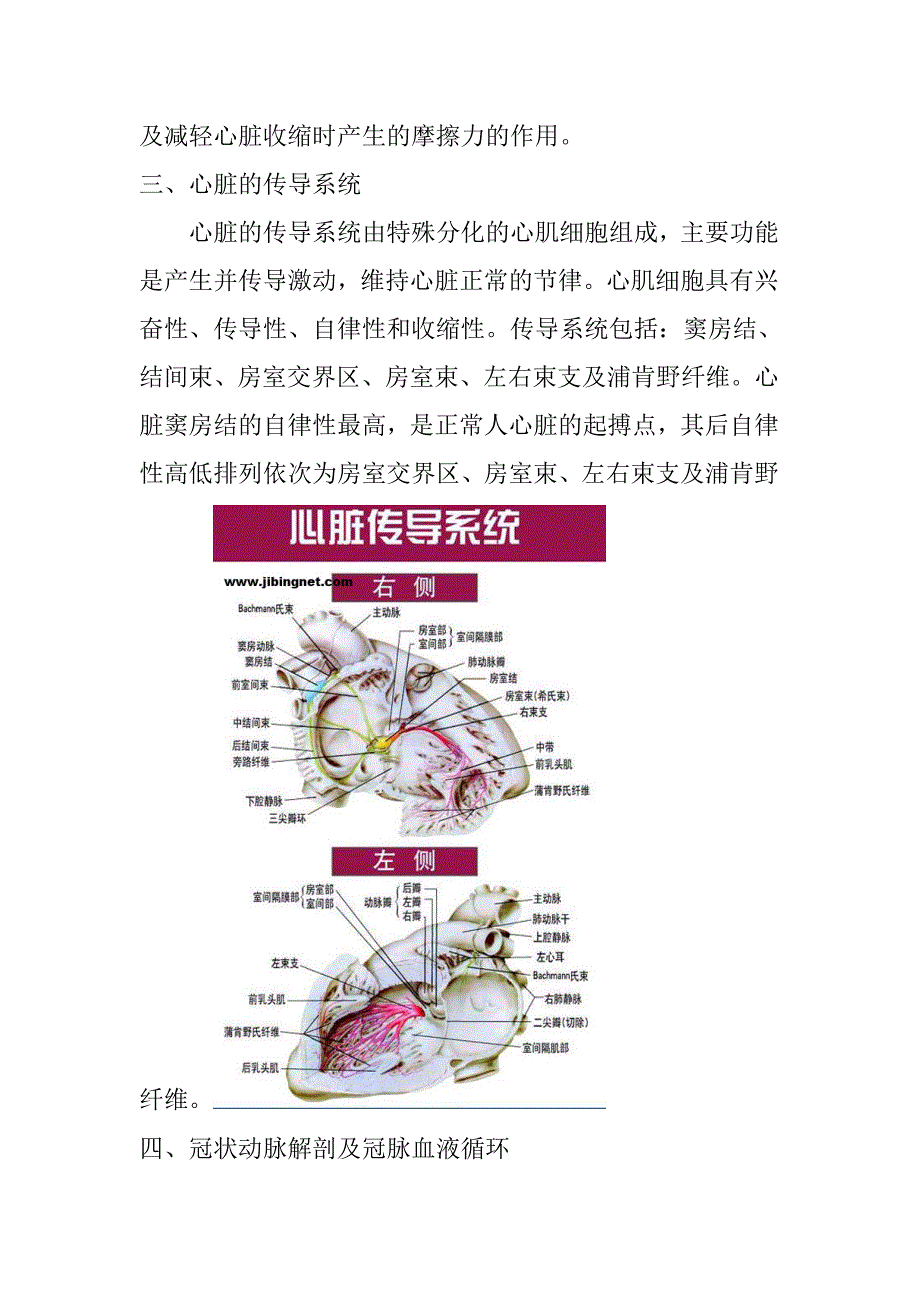 心脏的解剖结构及生理(含彩图)_第3页