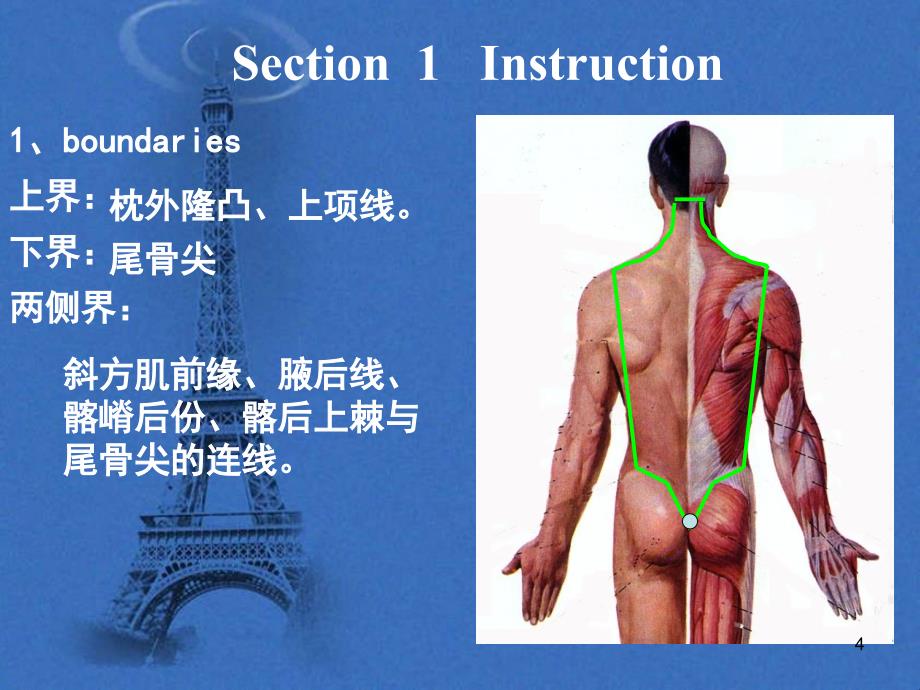 《脊柱区`脊柱》PPT课件_第4页