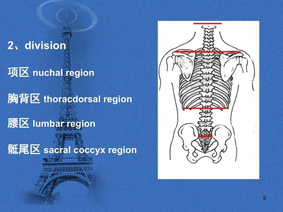 《脊柱区`脊柱》PPT课件_第5页