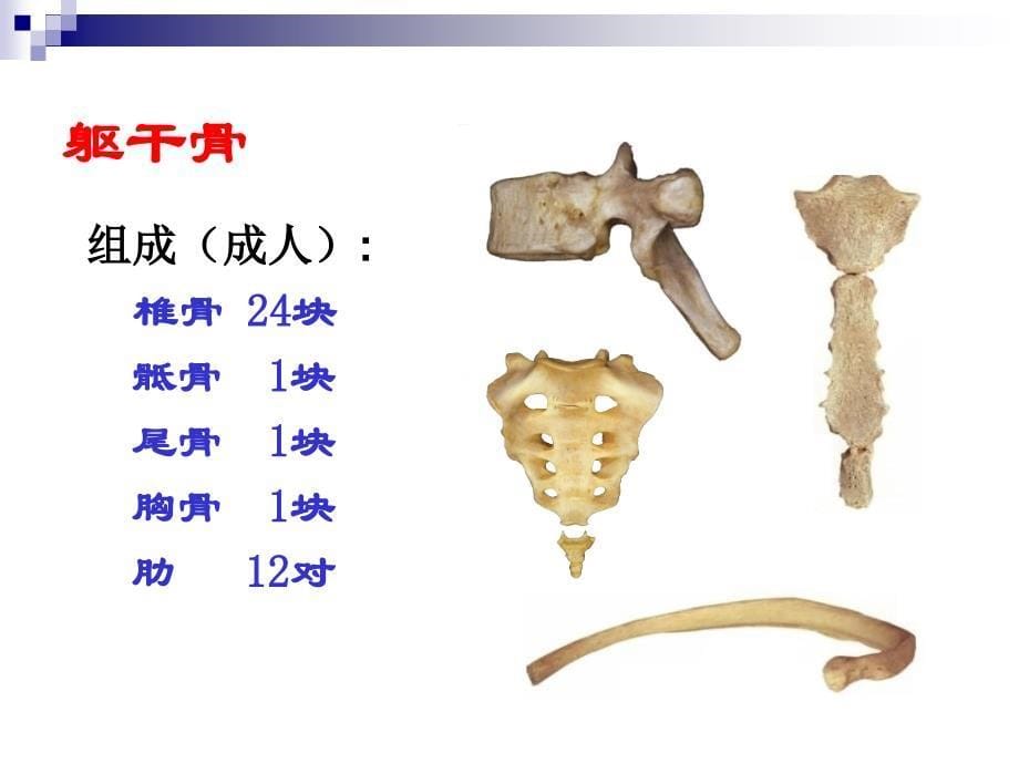 躯干骨及连结_第5页