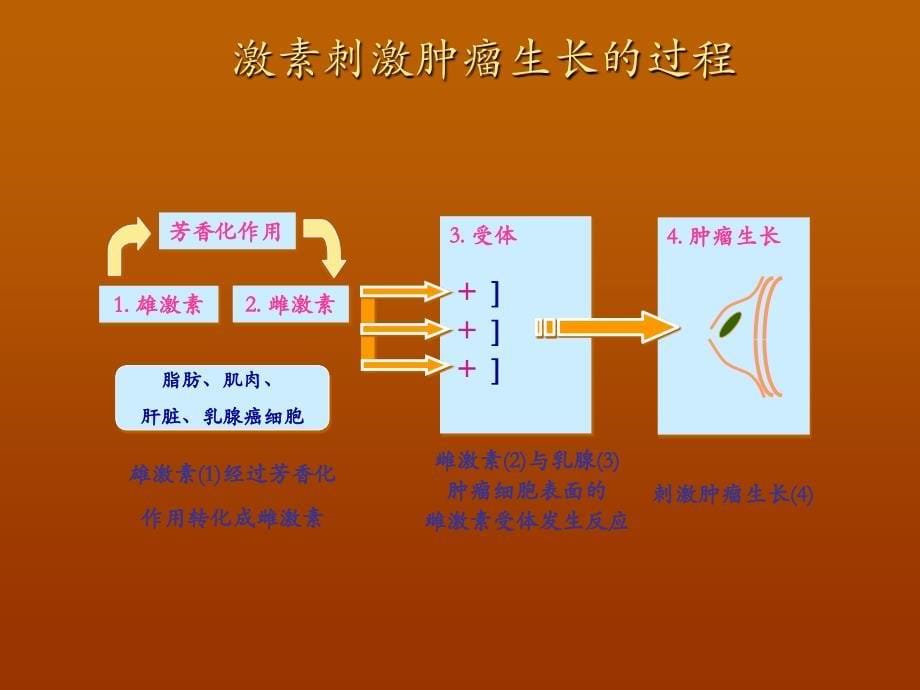 乳腺癌的内分泌治疗PPT医学_第5页