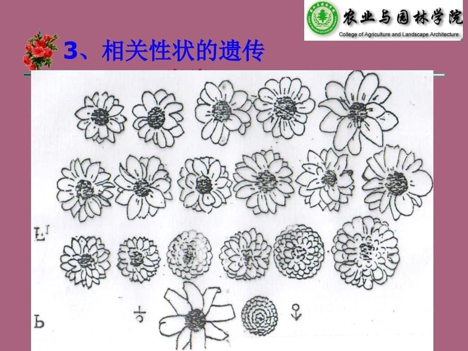 第八章营养系杂交育种ppt课件_第5页