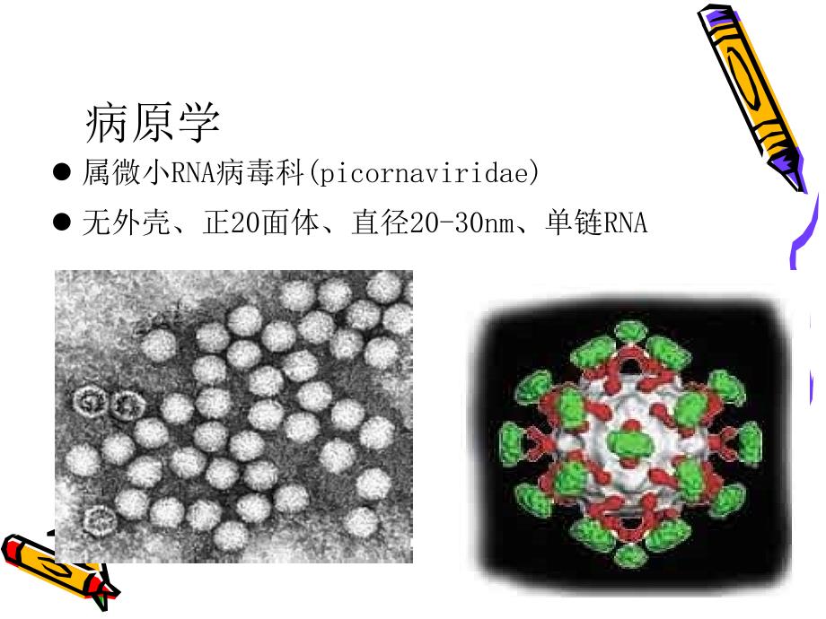 手足口病的临床表现及诊断_第4页