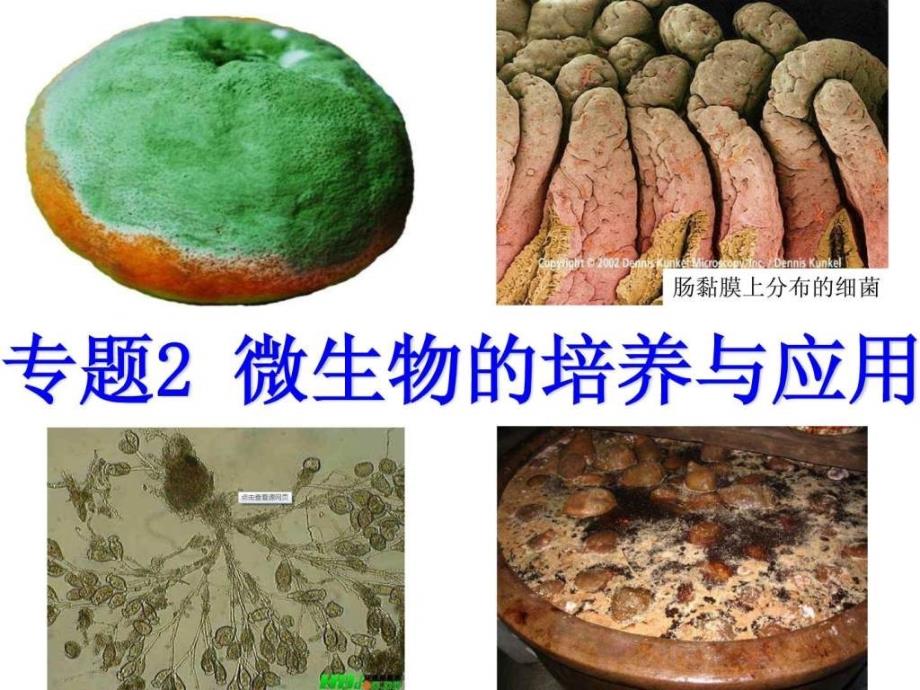 课题1微生物的实验室培养_第1页