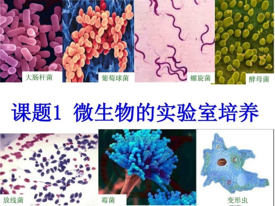 课题1微生物的实验室培养_第3页