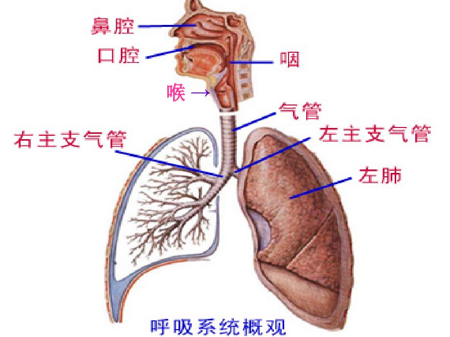 上感支炎热性惊厥_第3页