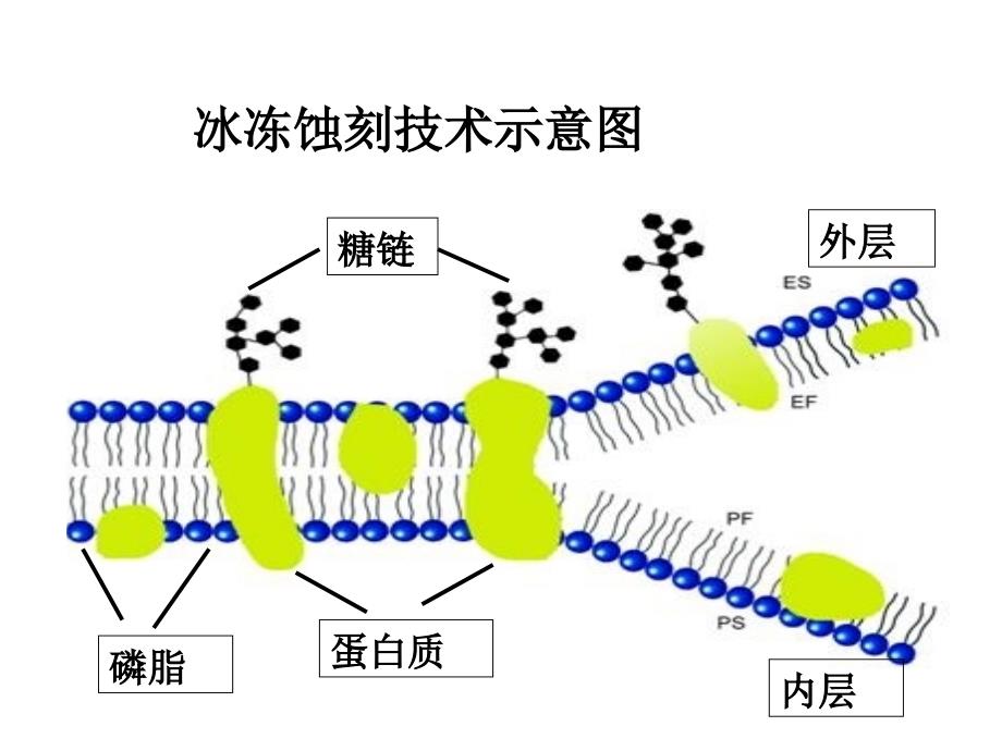 第二节细胞膜的分子结构名师编辑PPT课件_第3页