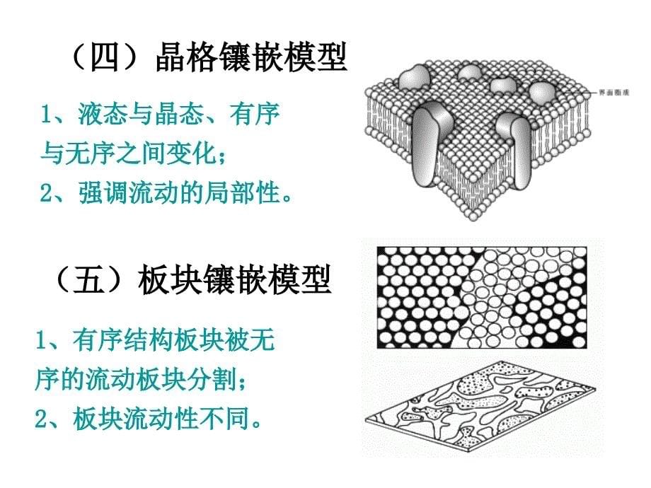 第二节细胞膜的分子结构名师编辑PPT课件_第5页