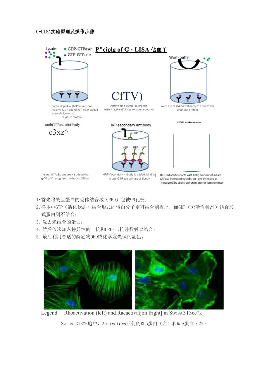 G-LISA法：高效快捷的小G蛋白活化检测方案_第3页