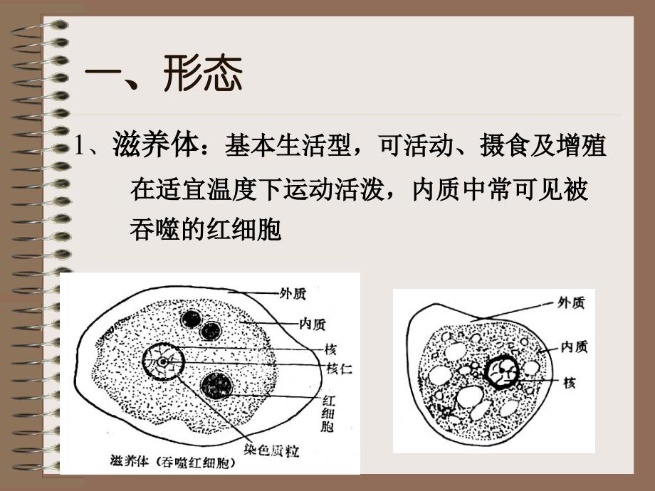 溶组织内阿米巴_第2页