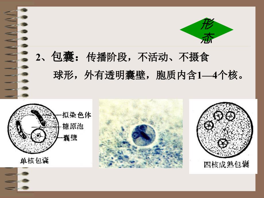 溶组织内阿米巴_第3页