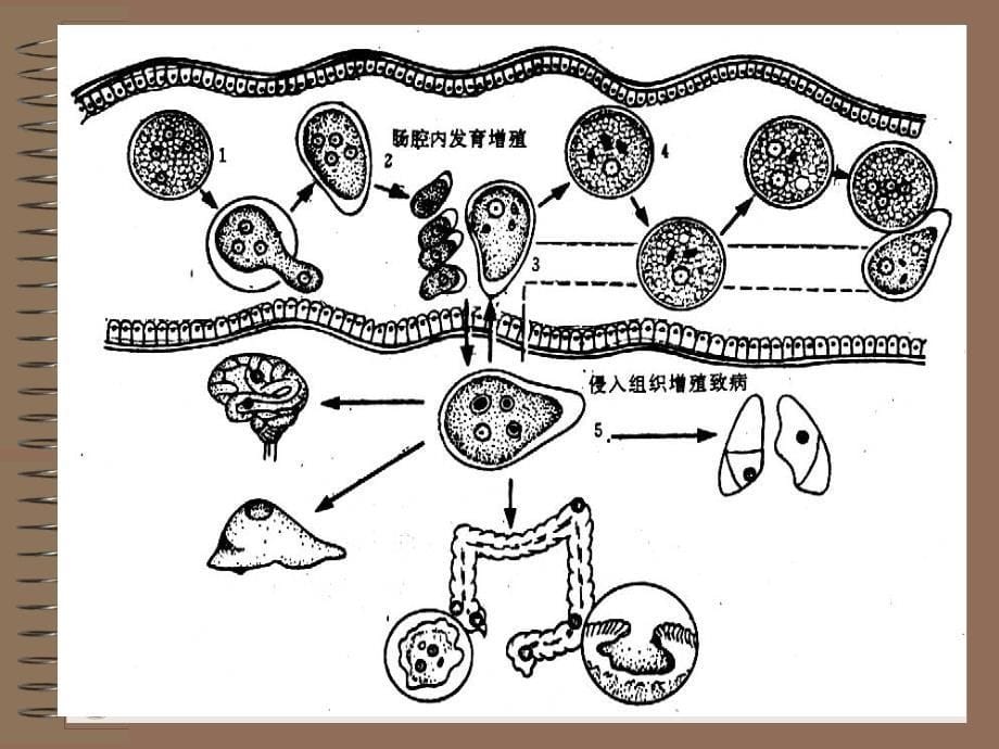 溶组织内阿米巴_第5页