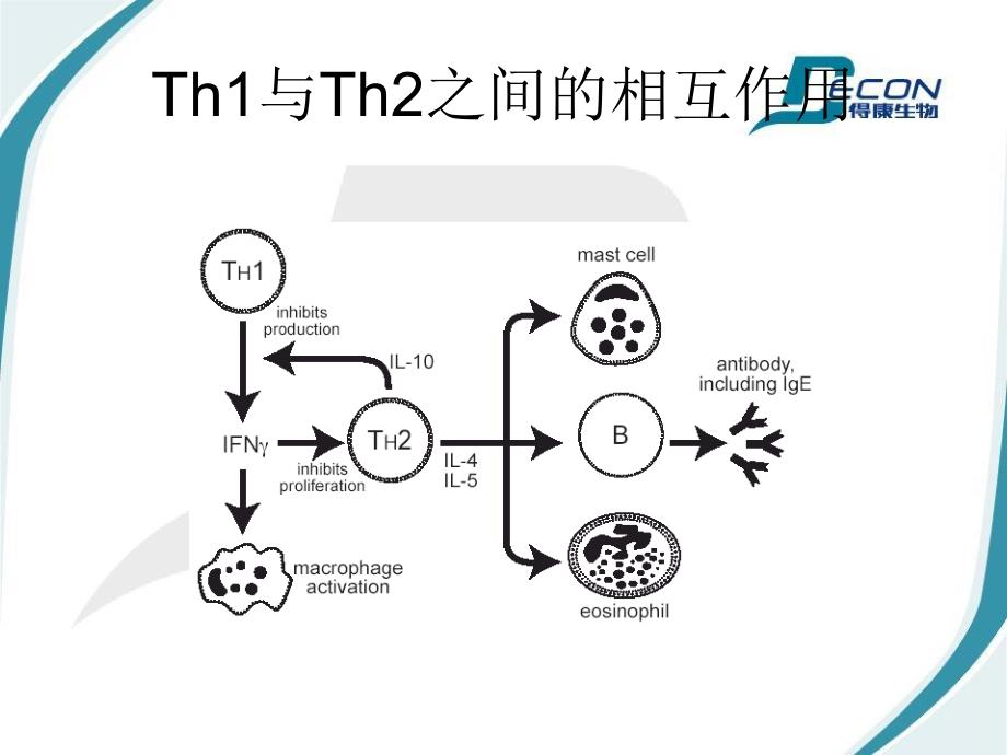 细胞因子T细胞亚群临床意义讲解_第4页