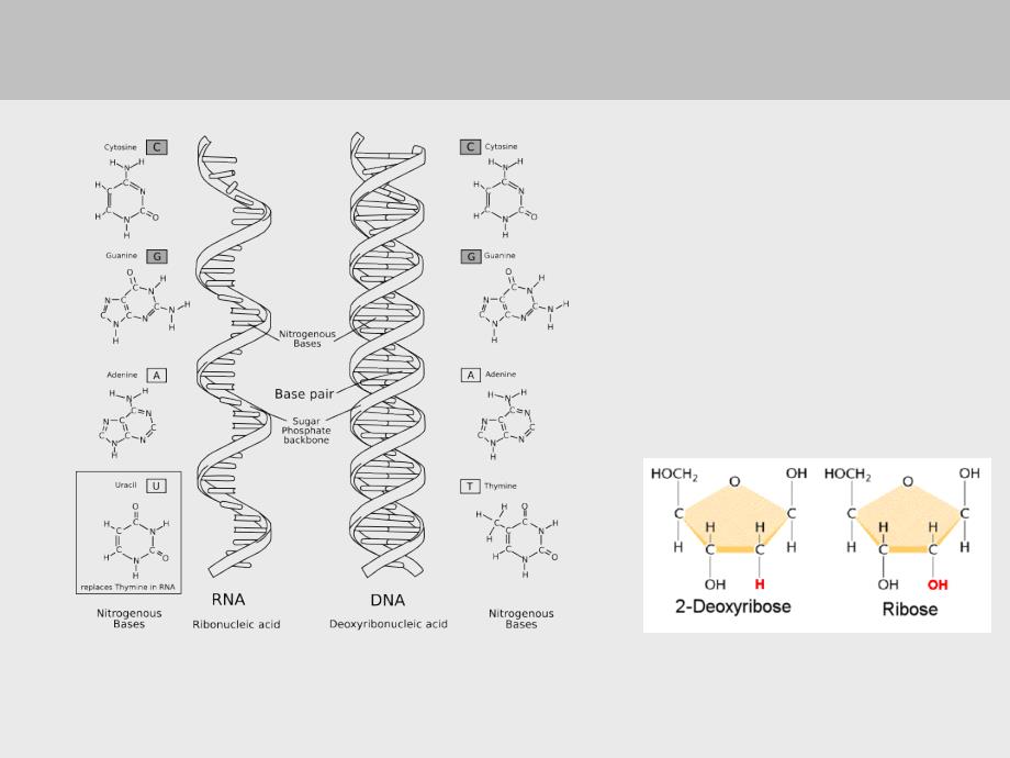 核酸类药物分析.ppt_第3页