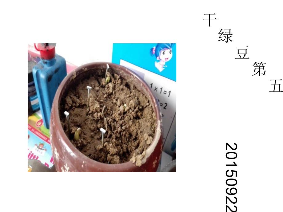 绿豆发芽记录图片_第1页