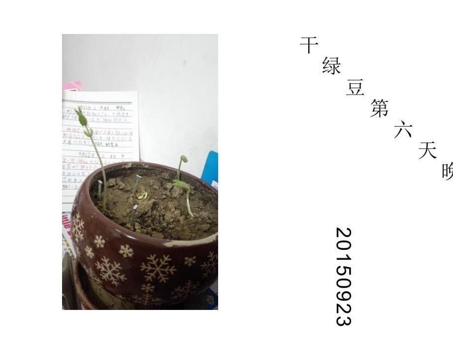 绿豆发芽记录图片_第5页