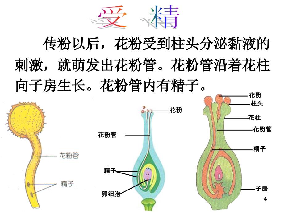 植物的生殖与发育复习课共33张PPT精品文档_第4页